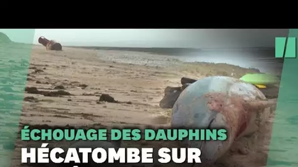 Hécatombe de dauphins échoués sur la côte Atlantique