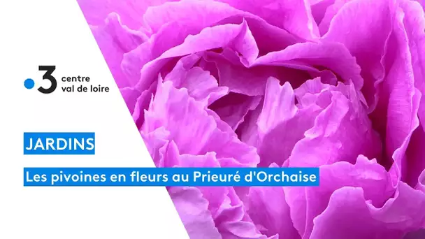 Loir-et-Cher : les pivoines des jardins du Prieuré d'Orchaise sont en fleurs