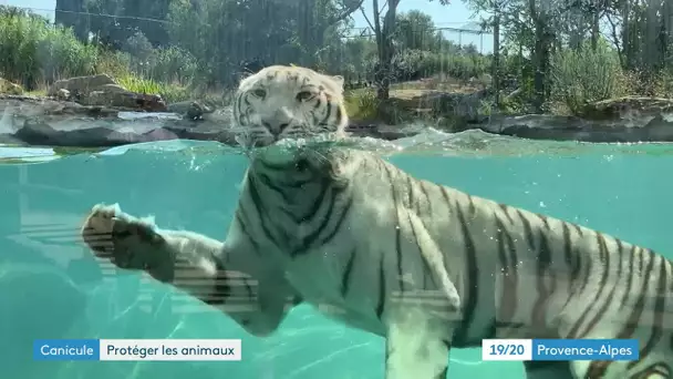 Canicule : les animaux du zoo de La Barben font face aux fortes chaleurs