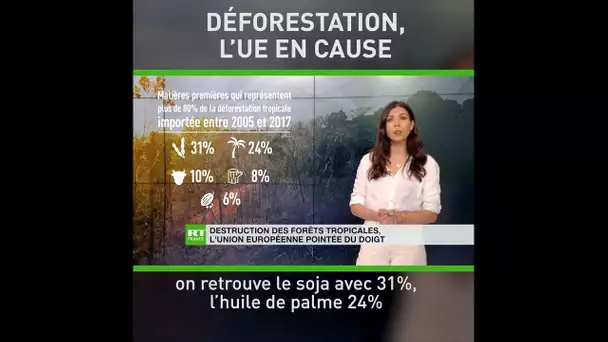 Destruction des forêts tropicales, l’Union européenne pointée du doigt