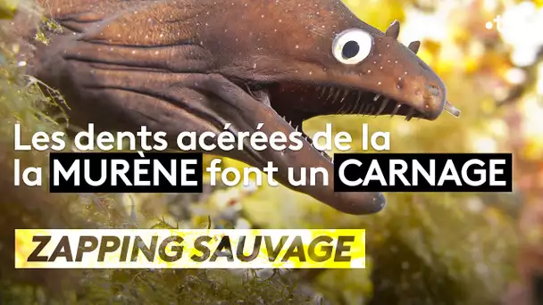 Impitoyables : les dents acérées de la murène font un carnage - ZAPPING SAUVAGE