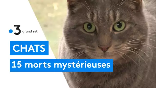 Une quinzaine de morts mystérieuses de chats errants autour des étangs de Vaux