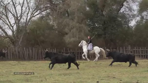 MEDITERRANEO – cap sur la Camargue à la rencontre de 2 sœurs manadières passionnées par les taureaux