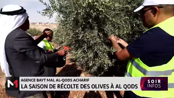 Agence Bayt Mal Al-Qods Acharif: La saison de récolte des olives à Al Qods