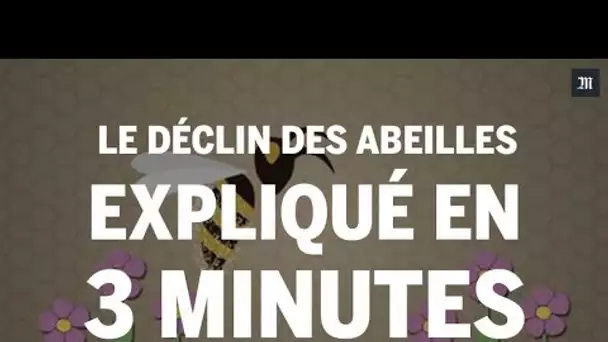 Le déclin des abeilles expliqué en 3 minutes