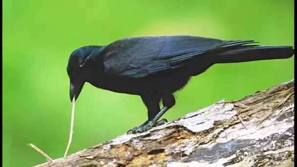 Le corbeau est l&#039;animal le plus intelligent ? - ZAPPING SAUVAGE