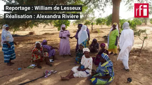 Sénégal: la grande muraille verte à Sakkal, un barrage contre le désert