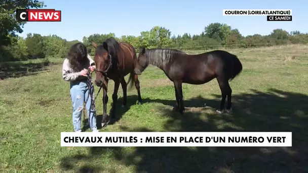 Chevaux mutilés : mise en place d'un numéro vert