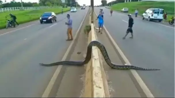 SI VOUS VOYEZ CE SERPENT, COUREZ RAPIDEMENT ET DEMANDEZ DE L’AIDE !