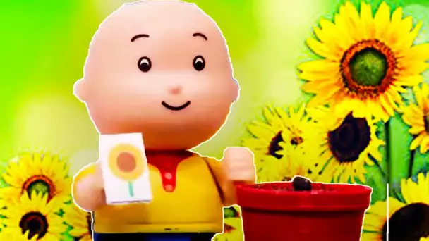 Caillou et le Tournesol | Caillou en Français