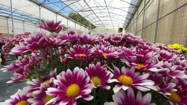AVEYRON | Chrysanthèmes : une histoire de famille à La Fouillade