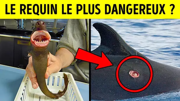 Ce Minuscule Requin Sème Le Chaos Dans L’océan