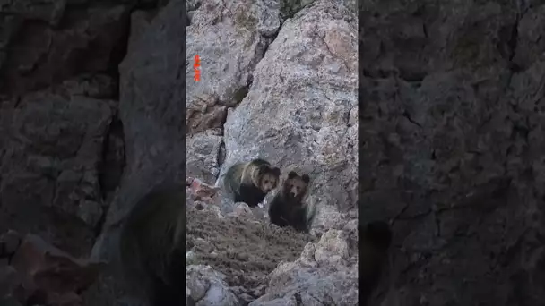 Face à des ours 🤯