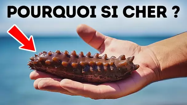 Les concombres de mer sont extrêmement chers, voici pourquoi !