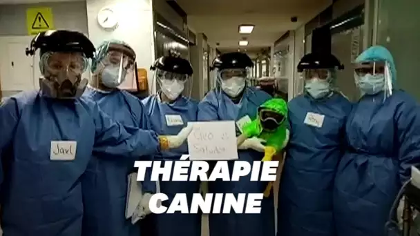 Ce petit chien allège le stress des soignants d'un hôpital de Mexico