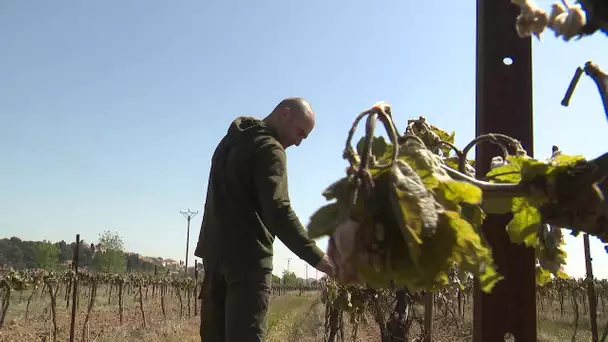 Aude : le gel a fait “un carnage” dans les vignes