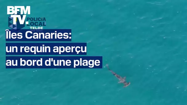 Îles Canaries: un requin aperçu au bord d'une plage