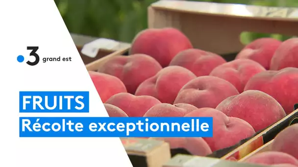 Récolte exceptionnelle de pêches, d'abricots et de cerises en Lorraine