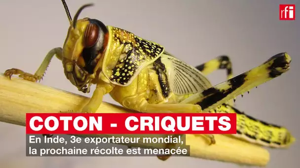 En Inde, 3e exportateur mondial de coton, la prochaine récolte menacée par les criquets