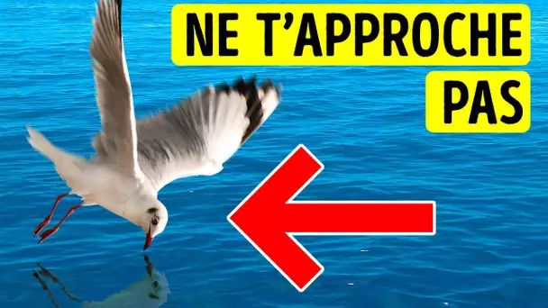 Si vous apercevez cet oiseau planant près de vous, sortez immédiatement de l'eau