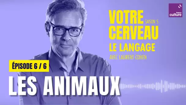 Le langage des machines et des animaux (6/6) | Votre cerveau, saison 5