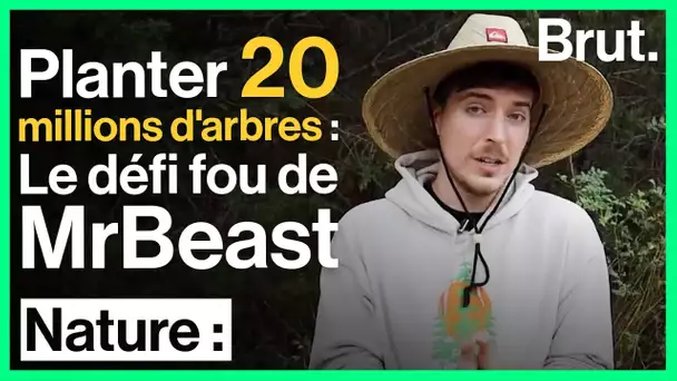 Planter 20 millions d'arbres : le défi fou de 600 youtubeurs