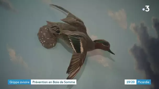 Grippe aviaire : des mesures de prévention en Baie de Somme