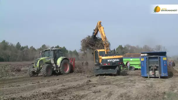 De la vigne pour alimenter les centrales biomasse ? Notamment Gardanne