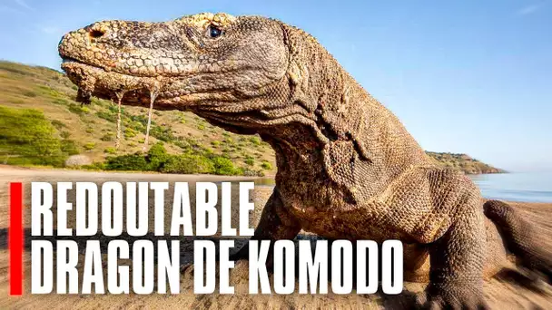 Le dragon de Komodo, prédateur hors du commun