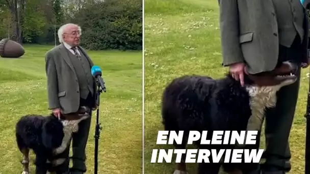 Le chien du président irlandais ne voulait pas le laisser finir son interview