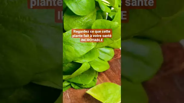 Ceci est l'une des plantes les plus puissantes - Regardez ce qu'elle fait à votre corps