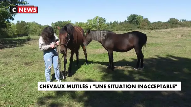 Chevaux mutilés : un suspect interpellé