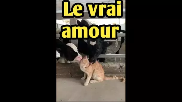 Trop mignon: Des vaches lèchent un chat !! (Vidéo)