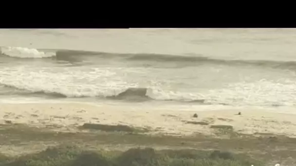 Gabon : éléphants sur la plage