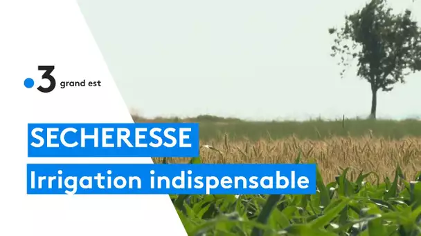 Comment les agriculteurs adaptent leurs méthodes d’irrigation à la sécheresse précoce