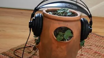 Faites pousser vos plantes avec de la musique !