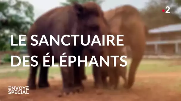 Envoyé spécial. Le sanctuaire des éléphants - Jeudi 19 novembre 2020 (France 2)