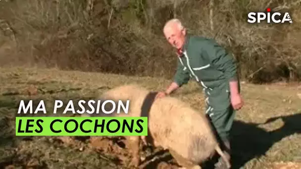 INSOLITE: Ma passion ? les cochons !
