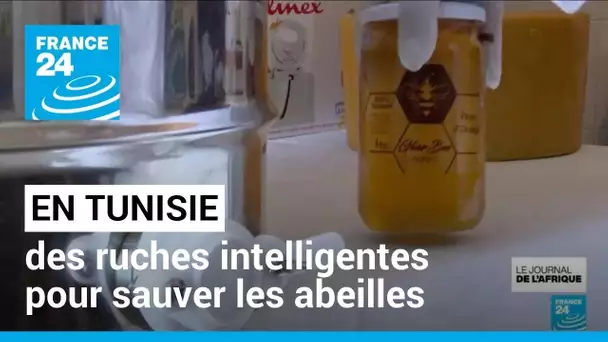 L'apiculture séduit les jeunes en Tunisie : des ruches intelligentes pour sauver les abeilles