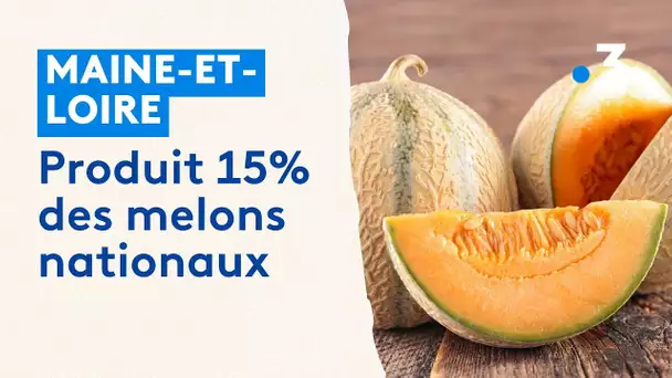 ⁣Melons : le Maine-et-Loire produit 15% du marché national