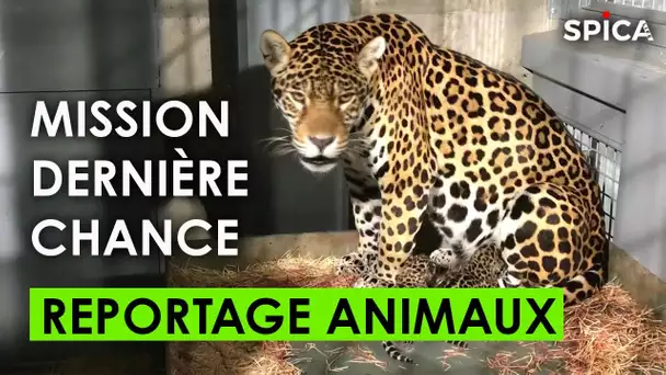 Animaux sauvages : mission dernière chance