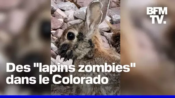 Des lapins avec des tentacules sur le tête aperçus dans le Colorado