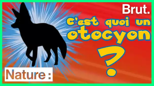 L'otocyon, un canidé méconnu