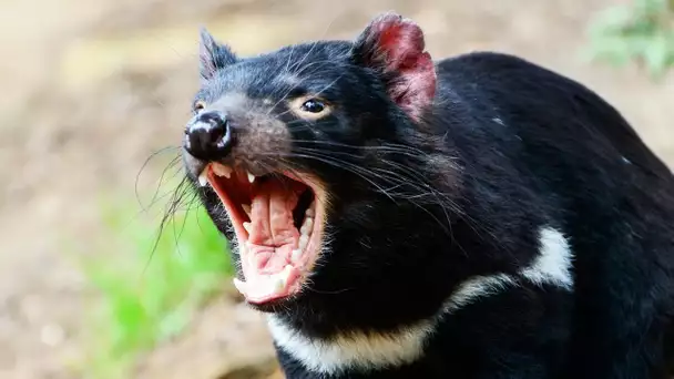Ce diable de Tasmanie va te faire peur - ZAPPING SAUVAGE