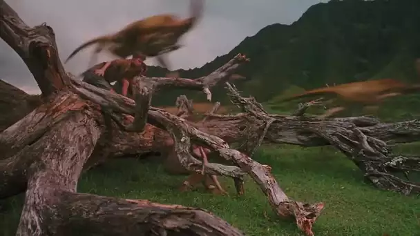 Jurassic Park 3D - Extrait 2 'Fuir le prédateur' en VF HD - Au cinéma le 1er Mai
