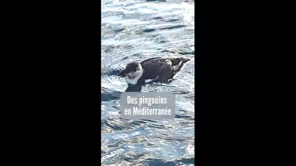 Des pingouins Torda observés en Paca