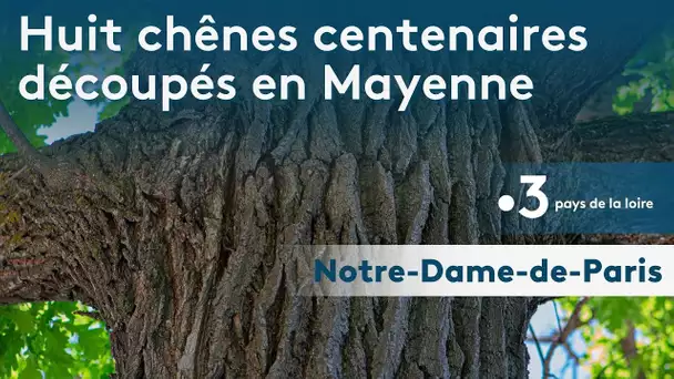 Notre-Dame-de-Paris : huit chênes centenaires découpés en Mayenne