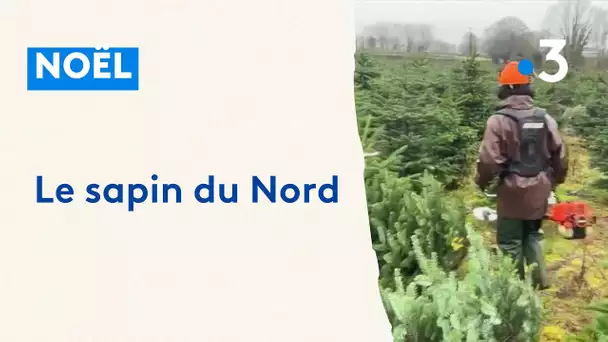 La saison des sapins de Noël démarre