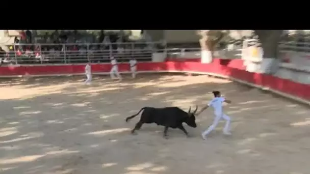 Candidature des traditions camarguaises au patrimoine immatériel de l'Unesco