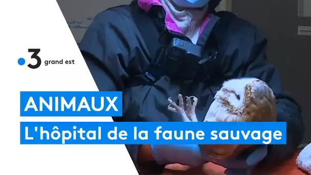 Meurthe-et-Moselle : un hôpital pour soigner les animaux sauvages, le premier de France